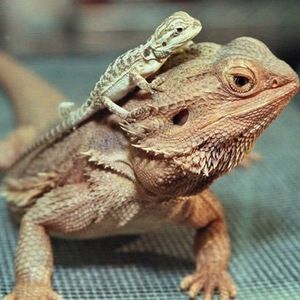 Meet your Posher, Bearded [dragon] lady